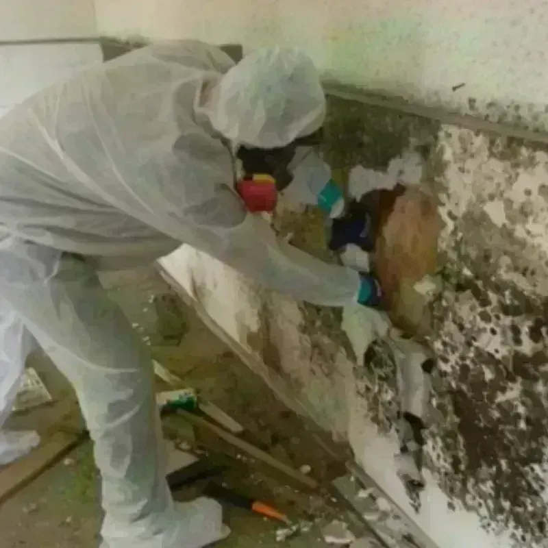 Mold Remediation and Removal in Contra Costa County, CA